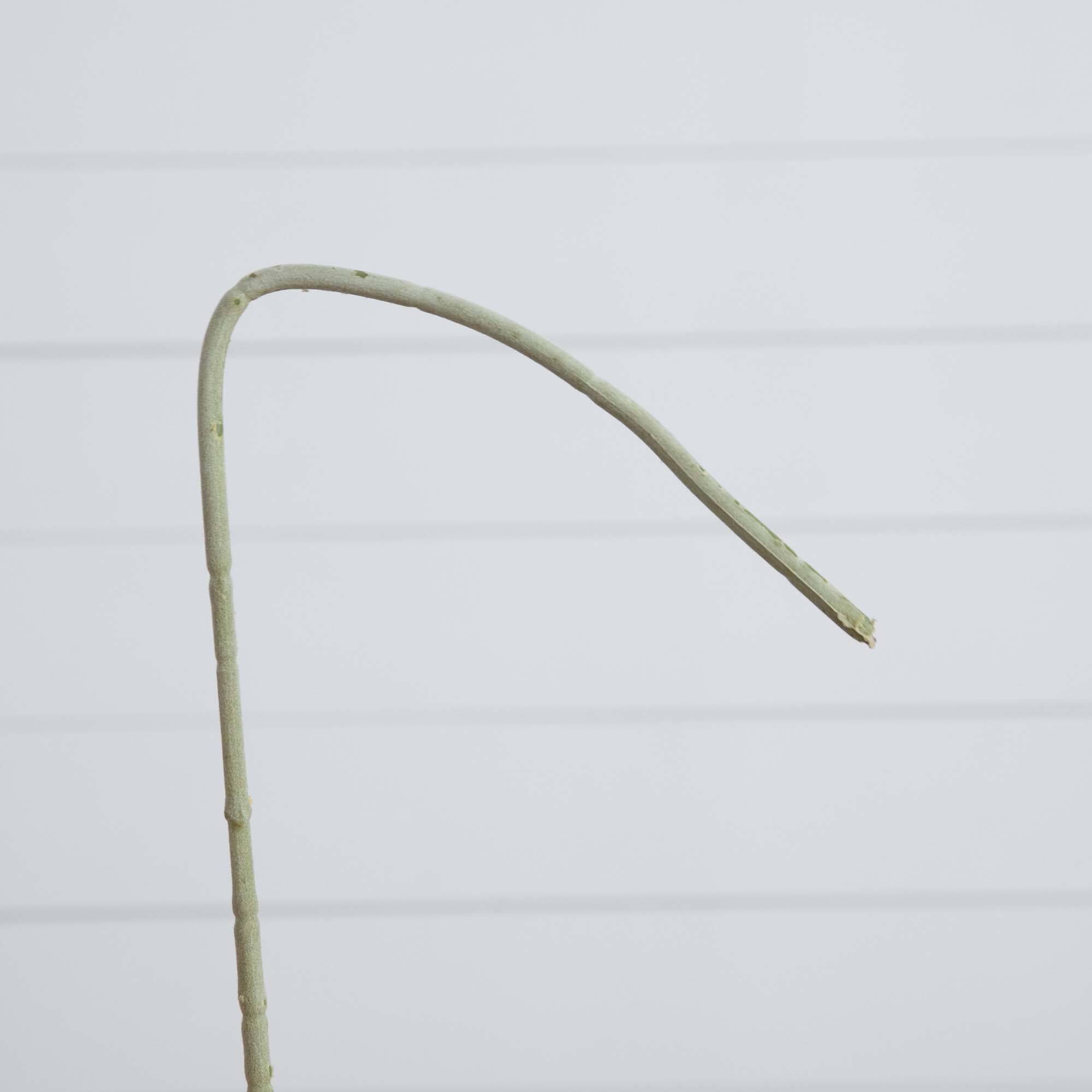 33" White Delphinium Flower Stems, 3ct.